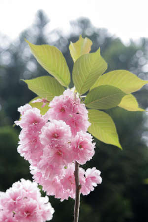 Pink cherry