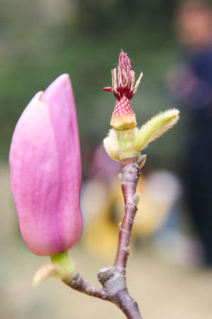 Magnoliaの写真素材