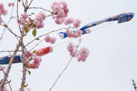 Carp and Sakuraの写真素材