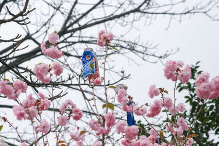 Carp and Sakura