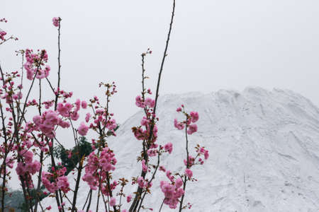 Cherry and Snowの写真素材