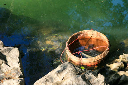 Fishes in the basketの写真素材