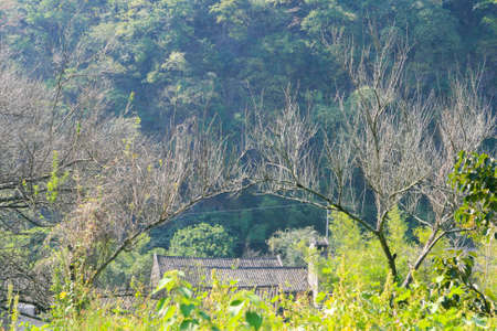 Rural scenery