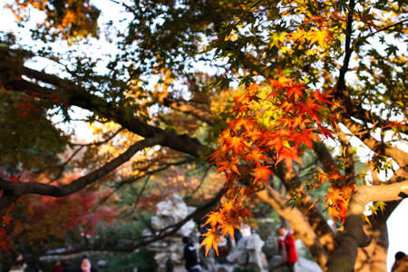 Sunset Maple Leafの写真素材
