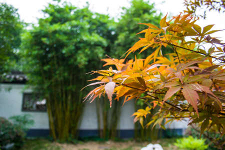 Maple Leafの写真素材