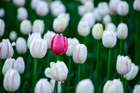 One pink tulips, white flowers の写真素材