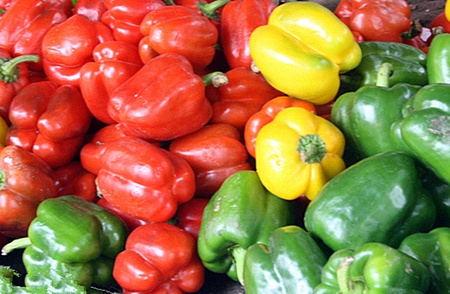 Colourful spines son の写真素材