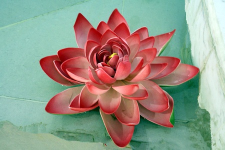 Open the llotus