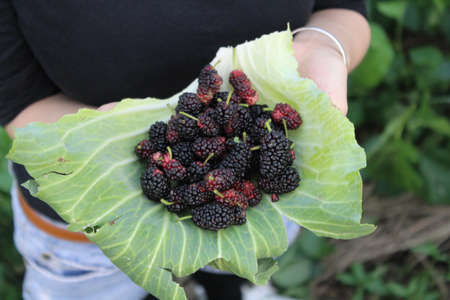 Mulberry