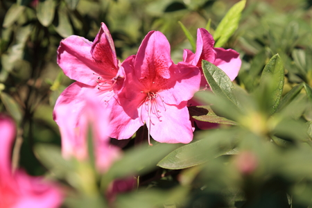 Flowers close-upの写真素材