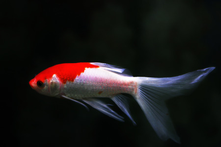 Goldfishの写真素材