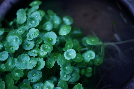 green leaves