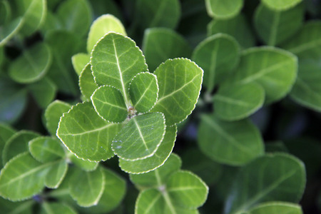 green leavesの写真素材