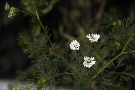 close up of flowersの写真素材