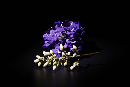 Plantの写真素材