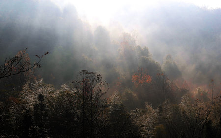 Autumn landscape with fog in the forest, closeup of photoの写真素材