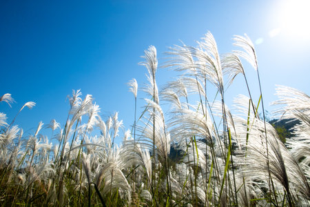 Reeds under the blue sky in late autumnの写真素材