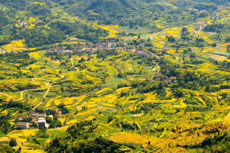 Rice terraces on a sunny day in autumn, Linhai, Zhejiang, Chinaの写真素材