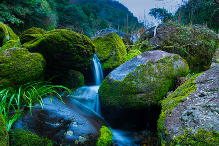 A small waterfall in a deep mountain valley in Zhejiang, China, where a stream flows through stones covered with green moss.の写真素材