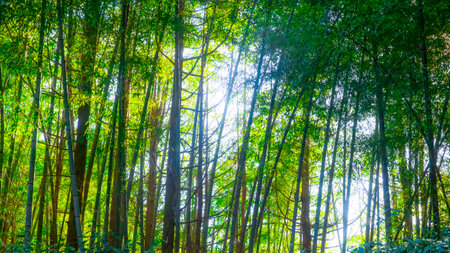 Bamboo forest with sunlight in the morning, natural green background.の写真素材