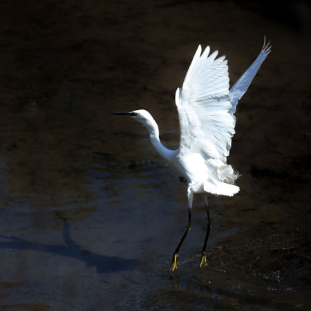 Little egret, Egretta garzetta, single bird in water, zhejiang chinaの写真素材