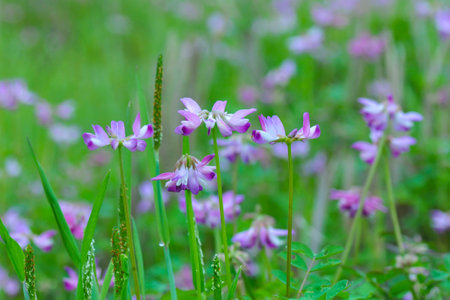 Astragalus sinicus flowers in the meadow, zhejiang, chinaの写真素材