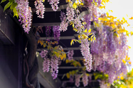 Wisteria flowers in the garden, beautiful blooming flowers.の写真素材