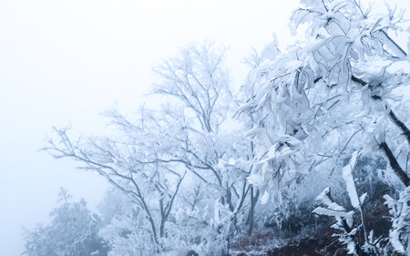 Close-up photograph of rime on the Kuocang Mountain in winter, near the sea in Zhejiang, Chinaの写真素材