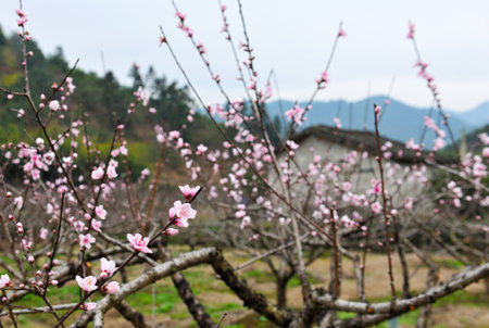 The peach blossoms are in full bloom in the spring, and the peach blossoms in the fields are in full bloomの写真素材