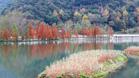 Autumn scenery of the lake and mangrove forest in the park, China.の写真素材