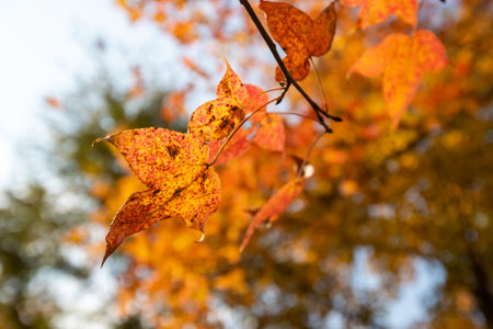 Autumn leaves on a tree in the park. Autumn background.の写真素材