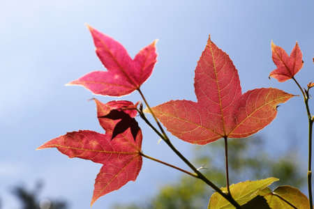 Red maple leaves on a blue sky background. Shallow depth of field.の写真素材