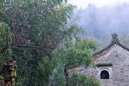 Peach blossom and old stone house in the mist, Chinaの写真素材