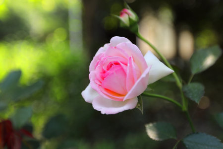 Pink roses in the garden, soft focus, shallow degrees of freedom.の写真素材