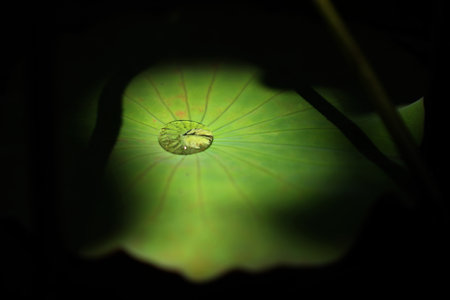 Water drop on lotus leaf in the pond with dark background.の写真素材