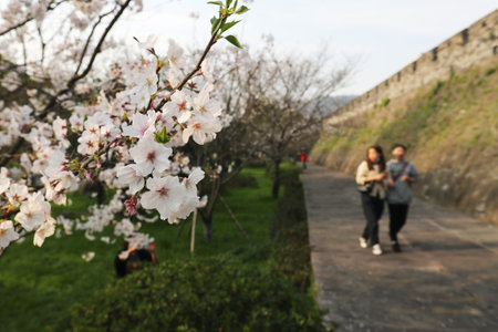 Cherry blossoms and young couple walking in the park in springの写真素材