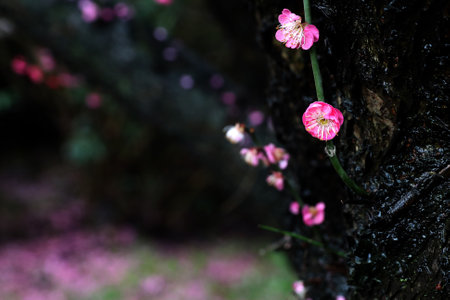 plum blossom on tree, close up of pink flowers.の写真素材