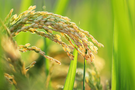 Rice in the paddy field, closeup of rice earsの写真素材