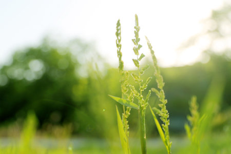 Green grass in the field at sunset. Shallow depth of field.の写真素材