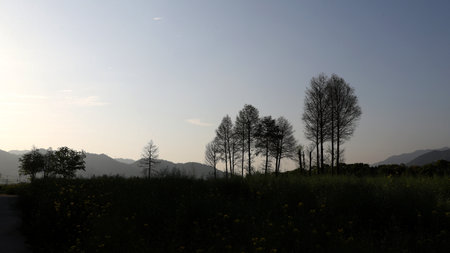Sunset in the mountains with trees and yellow flowers in the foregroundの写真素材