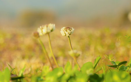 White clover flower on the meadow, shallow depth of fieldの写真素材