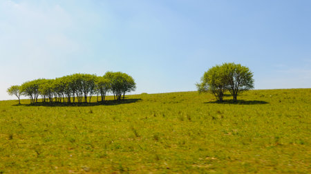 Trees on a hillside in the spring, panoramic viewの写真素材