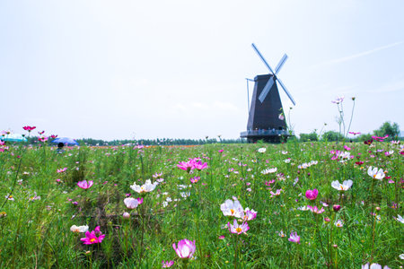 Windmills and cosmos flower fields, Yuhuan, Zhejiang, Chinaの写真素材