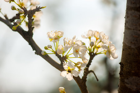 Pear blossoms on a tree in spring, shallow depth of fieldの写真素材