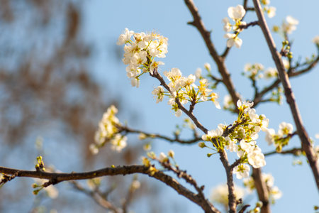 Beautiful blooming tree branch with white flowers on blue sky backgroundの写真素材