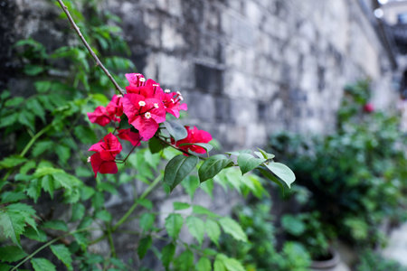 Bougainvillea flowers on the wall of the old townの写真素材