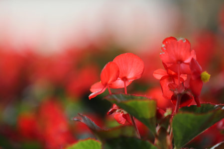 Red begonia flowers in the garden, closeup of photo.の写真素材