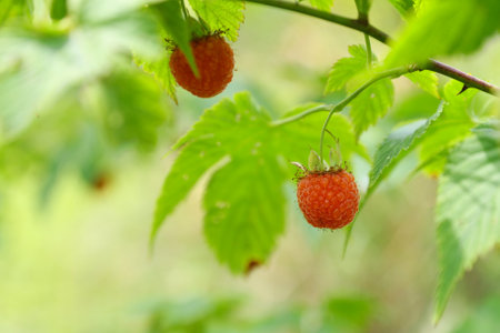 Raspberry bush with ripe berries on blurred background, close-upの写真素材