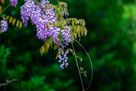 Purple Wisteria flowers in the garden, beautiful nature backgroundの写真素材