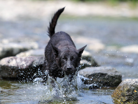 Cute black hound playing in the river, summerの写真素材